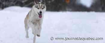 Les anciens chiens sibériens comptaient sur les hommes pour manger du poisson