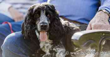 Blue Cross Exeter launches pet food bank - Devon Live