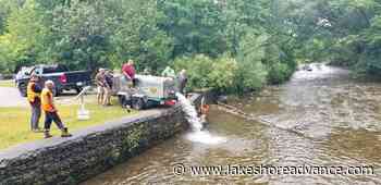 Salmon fingerlings released into the Sydenham Thursday | Exeter Lakeshore Times Advance - Exeter Lakeshore Times-Advance