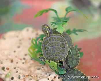 CDC: Salmonella Linked to Pet Turtles Has Hospitalized Five