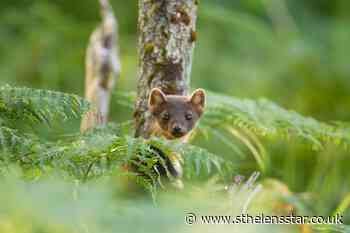 Endangered pine martens could be reintroduced to south-west England - St Helens Star
