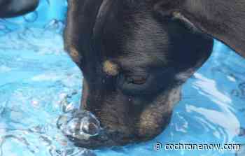 Pet safety tips as the temperature continues to climb - CochraneNow.com