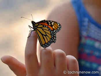 Beloved monarch butterflies now listed as endangered - CochraneNow.com