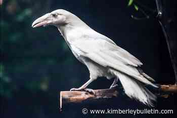 Rare white raven grabs the spotlight at Vancouver Island wildlife centre - Kimberley Bulletin