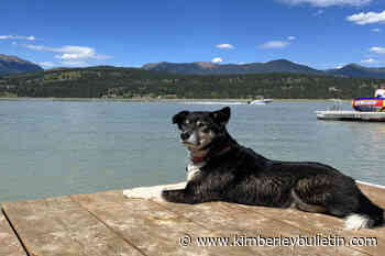 How to keep your pets cool during a heatwave - Kimberley Daily Bulletin - Kimberley Bulletin