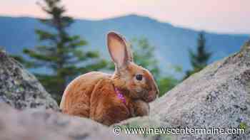 Hiking bunny in NH turning heads on the trail and on TikTok - NewsCenterMaine.com WCSH-WLBZ