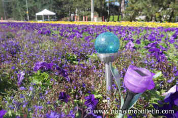 Vancouver Island man keeps flower flag alive with message for Ukraine
