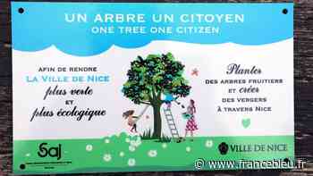La Ville de Nice se dote d'arbres fruitiers - France Bleu
