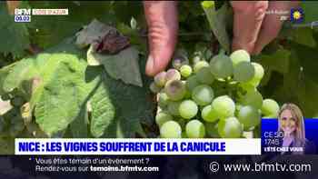 Nice: les vignes souffrent de la canicule, les vignerons inquiets - BFMTV