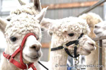 Farm survey seeks info on Langley Township’s agricultural sector - Aldergrove Star