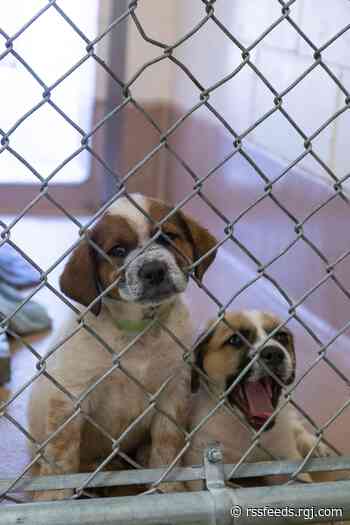 Hundreds of Northern Nevada animals are looking for homes. Here's how you can help