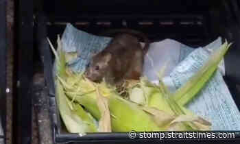 Giant supermarket in Hougang undergoes 'high-level disinfection' after rat seen munching on corn - STOMP