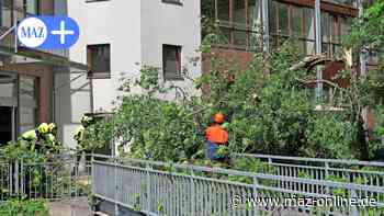 Luckenwalde: Baum stürzt am Nuthefließ vor Supermarkt Nahkauf um - Märkische Allgemeine Zeitung