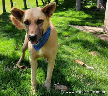 Caucaia do Alto recebe evento de adoção de cães - Cotia e Cia