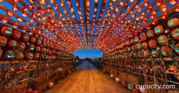 This award-winning event is bringing over 6,000 glowing pumpkins to 2 Alberta cities this fall - Curiocity