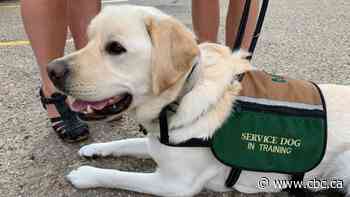 Edmonton service dog volunteer shortage prompts backlog - CBC.ca