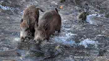 Rapallo, cinghiali nel torrente San Francesco. L'appello del sindaco: “I cittadini smettano di sfamarli” - Il Secolo XIX