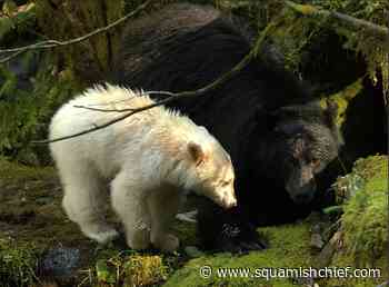 Bear hunt to end in rare spirit bear territory - Squamish Chief