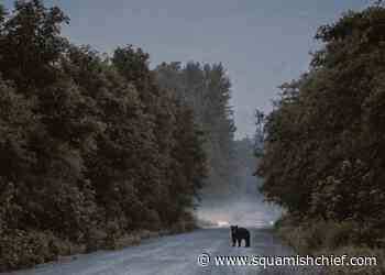 How can I avoid an encounter with a black bear in Squamish? - Squamish Chief