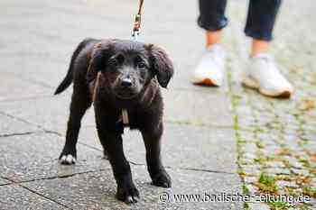 In Breisach wird eine umzäunte Freilauffläche für Hunde gefordert - Breisach - badische-zeitung.de