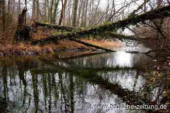 Der Wald zwischen Breisach und Burkheim wird sich ändern - Breisach - badische-zeitung.de