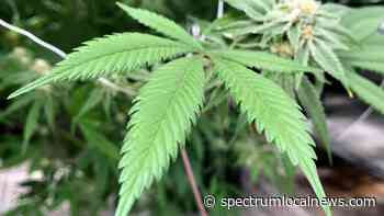 Sid Miller supports expanding medical marijuana use - Spectrum News