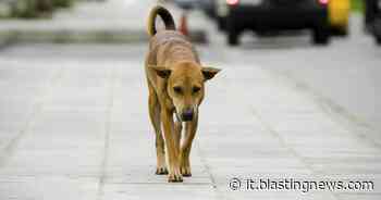 Tassa sui rifiuti, Giarre (CT): riduzione del 30% per chi adotta un cane randagio - Blasting News Italia