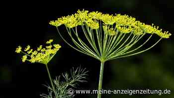 Dill ernten: Einige Blüten stehen lassen, er sät sich selbst aus