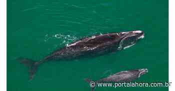 BALEIA FRANCA: Quase 30 animais já foram avistados nas praias de Imbituba desde o primeiro aparecimento do ano, há pouco mais de um mês - portalahora.com.br