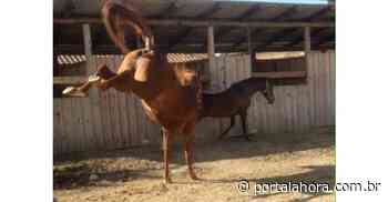 INUSITADO: Em Imbituba, homem de 25 anos é atingido por coice de cavalo enquanto fixava ferraduras no animal - Portal AHora