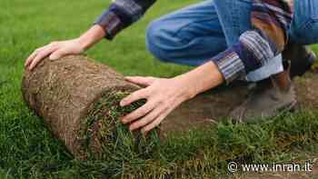 Come avere un prato più verde e “in salute” grazie a questo trucchetto - INRAN
