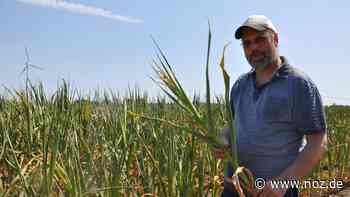 Ausfälle durch Hitze: Landwirte im Raum Bramsche fürchten um Maisernte - NOZ