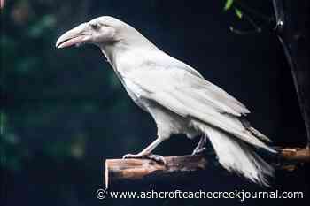 Rare white raven grabs the spotlight at Vancouver Island wildlife centre - Ashcroft Cache Creek Journal