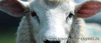 Schafstall aufgebrochen und Schafe herumgescheucht – Polizei sucht Zeugen - Traunsteiner Tagblatt