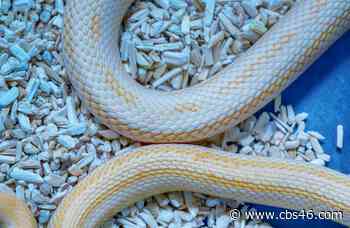 Officer shoots 15-foot pet snake wrapped around owner’s throat, police say - CBS 46 News