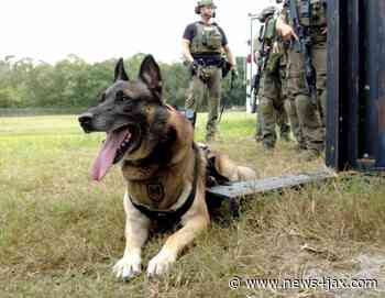 Who is Huk? A loyal police K-9 who's helped capture wanted men, including deputy's suspected killer - WJXT News4JAX