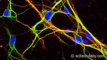 Scientists Unravel the Mystery of “Junk” Genes That Are Key to Brain Development