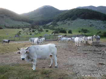 Siccità: Coldiretti Torino,erba e acqua scarsi negli alpeggi - Agenzia ANSA