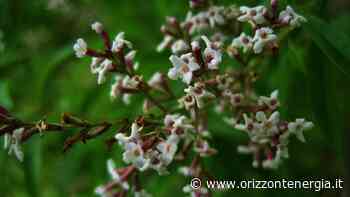 Erba cedrina, il suo utilizzo in cucina ti stupirà: mai più senza! - Orizzontenergia