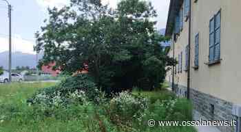 Trovata la ditta, sarà presto tagliata l'erba alta al Villaggio - OssolaNews.it