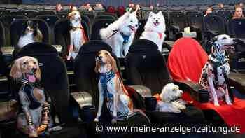 Hunde schauen sich in Köln Film über „Super-Pets“ an