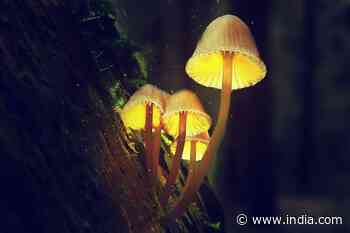 Do You Know About The Glowing Forest In Maharashtra? A Surreal Beauty To Experience This Season! - India.com