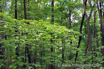 Saving forest land - The Tribune India