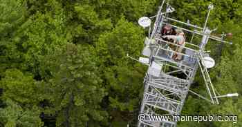 A Maine forest offers decades of data on the ability of trees to remove carbon from the air - Maine Public