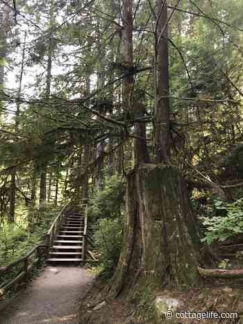 The surprising benefits of destructive windstorms for forest health - Cottage Life