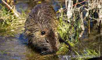 Bever duikt op in Pijnacker-Nootdorp - Het laatste nieuws uit Pijnacker-Nootdorp - Telstar Online