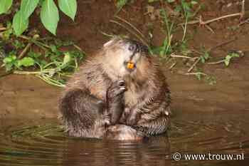 In Engeland mag de bever zich weer een 'inheemse soort' noemen - Trouw