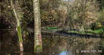 Bosbeek in Maaseik staat droog door werk van de bever - Het Laatste Nieuws