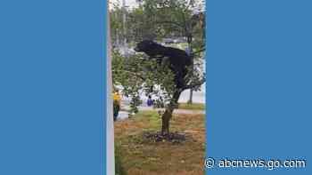 WATCH:  Big bear climbs little apple tree