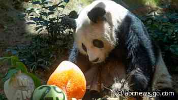 WATCH:  World’s oldest giant panda in captivity dies at 35